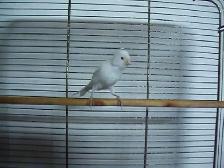 Serin canari mâle blanc - Photo 2