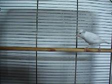 Serin canari mâle blanc - Photo 3