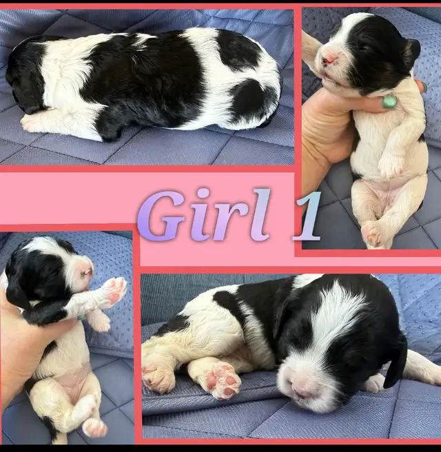 Cavapoo puppies❤️❤️❤️