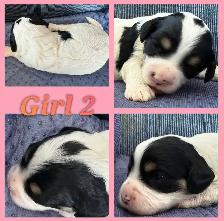 Cavapoo puppies❤️❤️❤️ - Photo 2