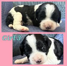 Cavapoo puppies❤️❤️❤️ - Photo 3