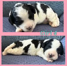 Cavapoo puppies❤️❤️❤️ - Photo 4