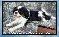 Cavapoo puppies❤️❤️❤️ - Photo 6