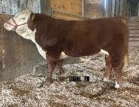 Yearling Bulls - Photo 2