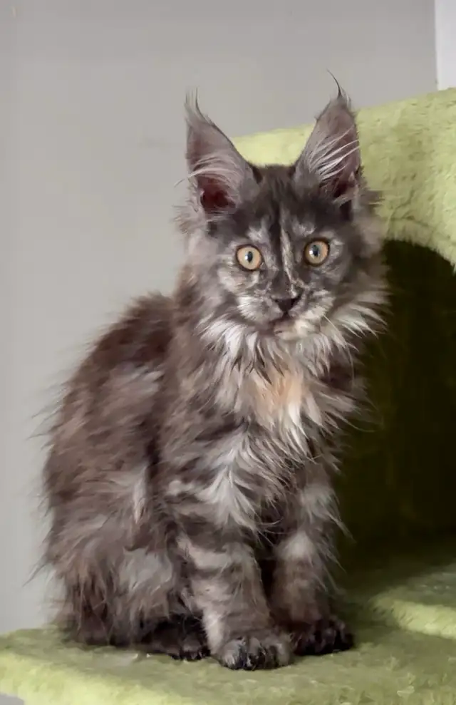Purebred Maine Coon Kittens – Now Open for Reservation!