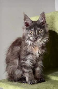 Purebred Maine Coon Kittens – Now Open for Reservation!