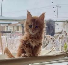 Purebred Maine Coon Kittens – Now Open for Reservation! - Photo 2