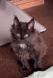 Purebred Maine Coon Kittens – Now Open for Reservation! - Photo 3