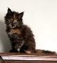 Purebred Maine Coon Kittens – Now Open for Reservation! - Photo 4