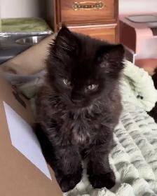 Purebred Maine Coon Kittens – Now Open for Reservation! - Photo 5