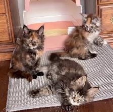 Purebred Maine Coon Kittens – Now Open for Reservation! - Photo 6