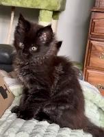 Purebred Maine Coon Kittens – Now Open for Reservation! - Photo 7