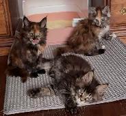 Purebred Maine Coon Kittens – Now Open for Reservation! - Photo 8