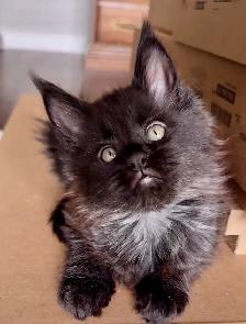 Purebred Maine Coon Kittens – Now Open for Reservation! - Photo 9