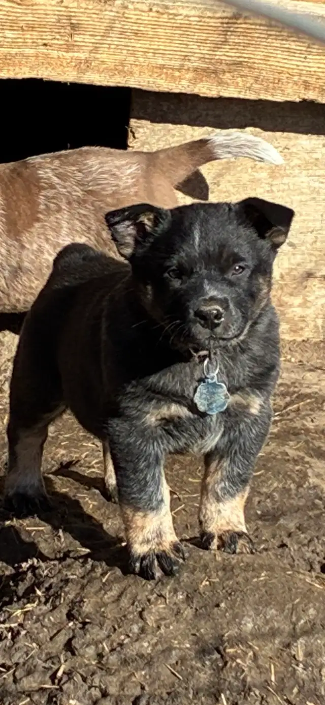 Blue Heeler puppies