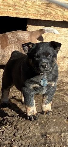 Blue Heeler puppies