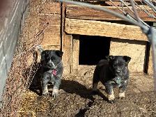 Blue Heeler puppies - Photo 2