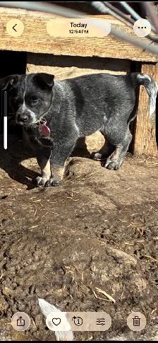 Blue Heeler puppies - Photo 3
