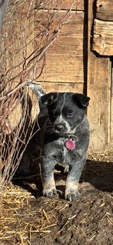 Blue Heeler puppies - Photo 4