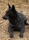 Blue Heeler puppies - Photo 5