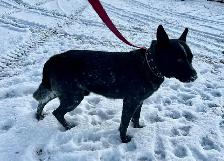 Blue Heeler puppies - Photo 6