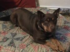 Blue Heeler puppies - Photo 7