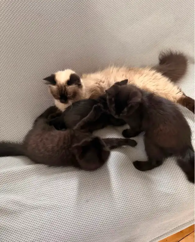 Ragdoll mixed kittens to rehome