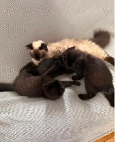 Ragdoll mixed kittens to rehome