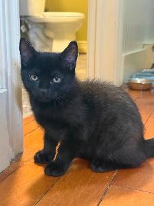 Ragdoll mixed kittens to rehome - Photo 2