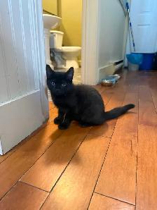 Ragdoll mixed kittens to rehome - Photo 3