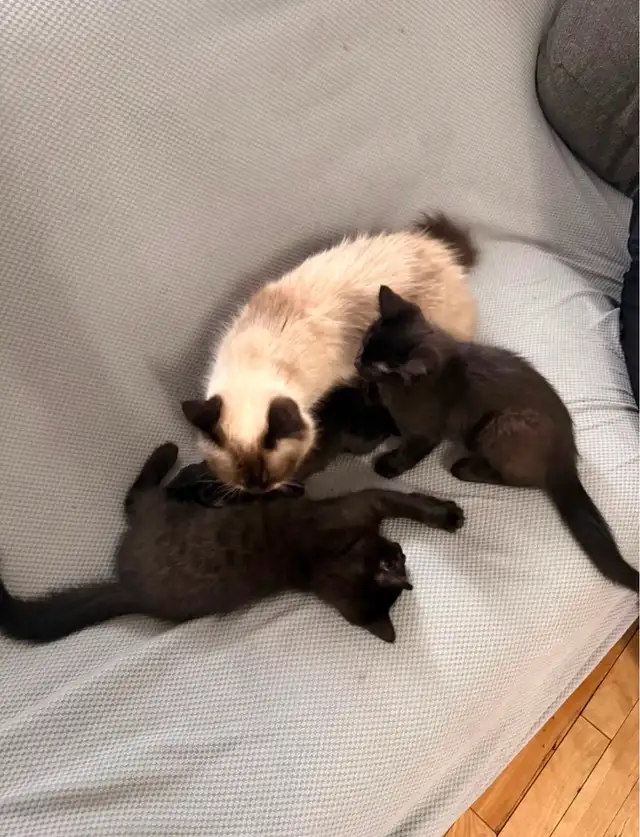 Ragdoll mixed kittens to rehome - Photo 4