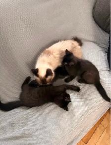 Ragdoll mixed kittens to rehome - Photo 4