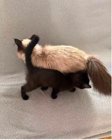 Ragdoll mixed kittens to rehome - Photo 5