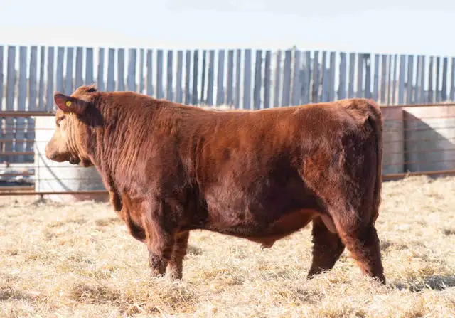 Purebred Red Angus Bulls