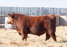 Purebred Red Angus Bulls