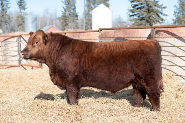 Purebred Red Angus Bulls - Photo 2