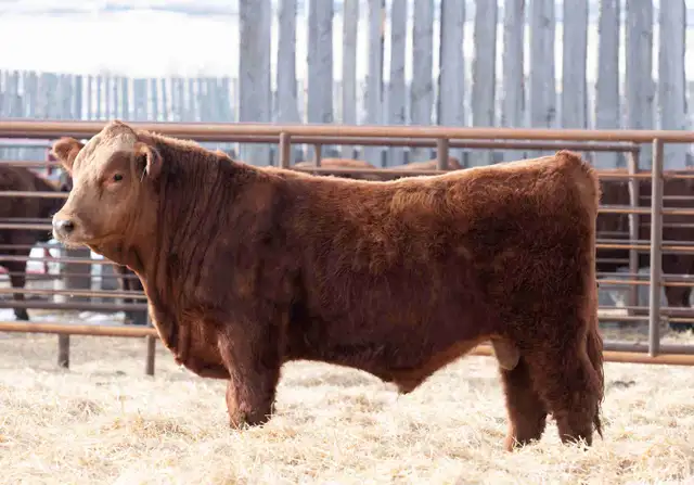 Purebred Simmental Bulls For Sale