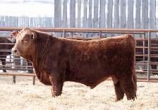 Purebred Simmental Bulls For Sale
