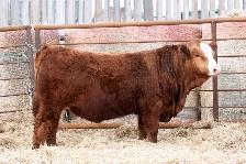 Purebred Simmental Bulls For Sale - Photo 2