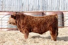 Purebred Simmental Bulls For Sale - Photo 3