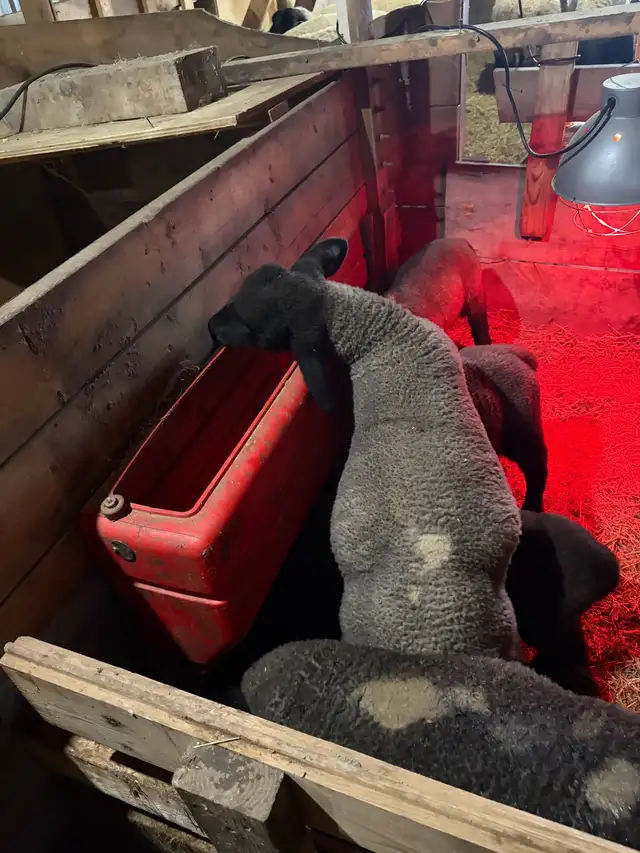 lambs purebred - Photo 3