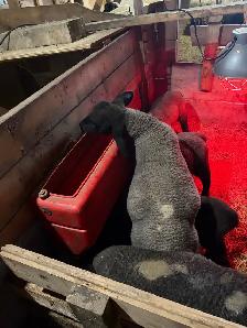 lambs purebred - Photo 3