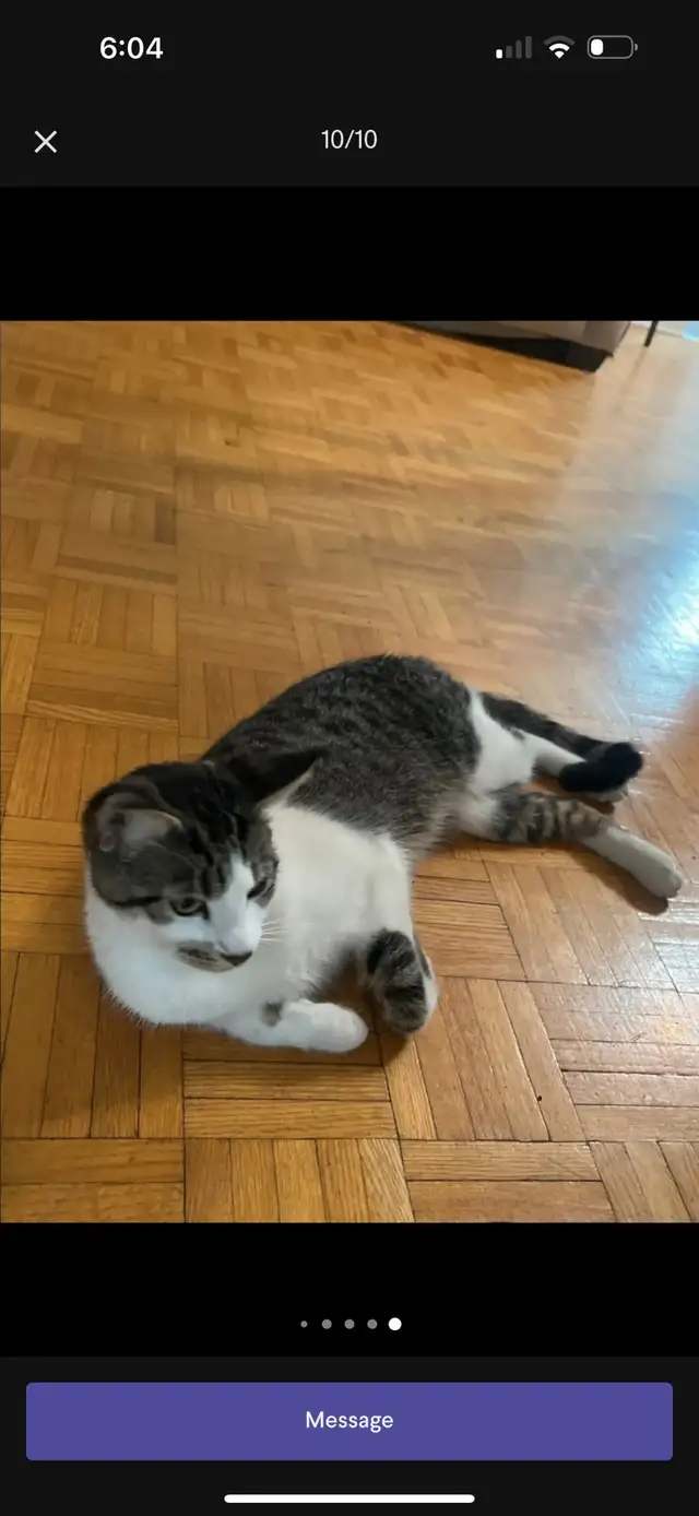 Adorable Cat Rehoming!