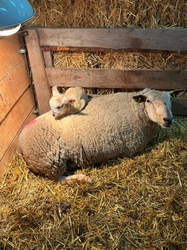 Cull ewe for sale. Olds area.