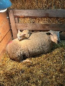 Cull ewe for sale. Olds area.