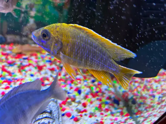 Lemon jack Cyclidee africain $10,15 à Repentigny 514-607-7993