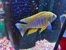 Lemon jack Cyclidee africain $10,15 à Repentigny 514-607-7993 - Photo 2