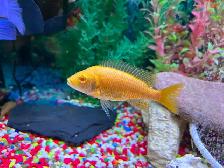 Lemon jack Cyclidee africain $10,15 à Repentigny 514-607-7993 - Photo 3