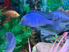 Lemon jack Cyclidee africain $10,15 à Repentigny 514-607-7993 - Photo 6