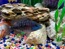 Lemon jack Cyclidee africain $10,15 à Repentigny 514-607-7993 - Photo 8